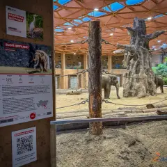 Słonie w zoo – świetne łódź atrakcje dla młodzieży! Poznaj słonia indyjskiego i czaplę złotawą.
