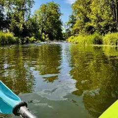 Spływ kajakowy Kujawsko-Pomorskie. Wiosło w zielonej kajakowej łodzi, płyniemy spokojną rzeką wśród bujnej zieleni.