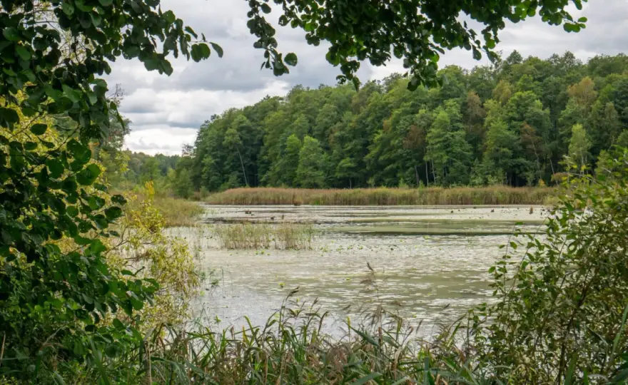 Białowieża - co zobaczyć? Plan zwiedzania Puszczy Białowieskiej